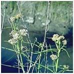 Green plants with small white flowers near water.