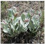 Cluster of woolly, silvery-green plants with reddish buds in dry grass.