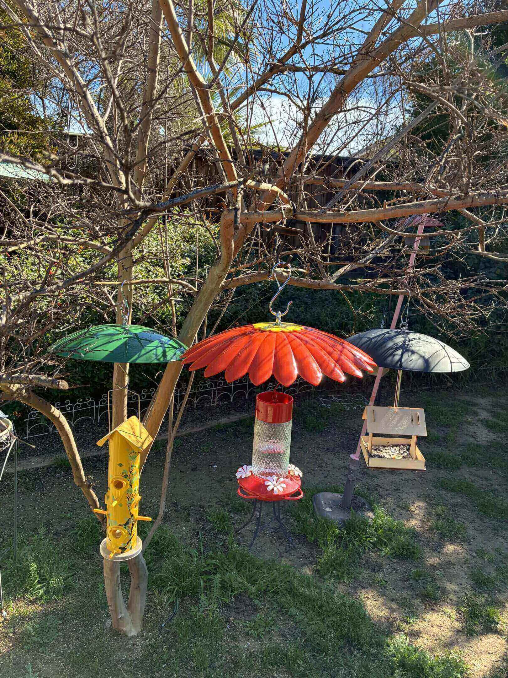 Three colorful bird feeders hanging from tree.