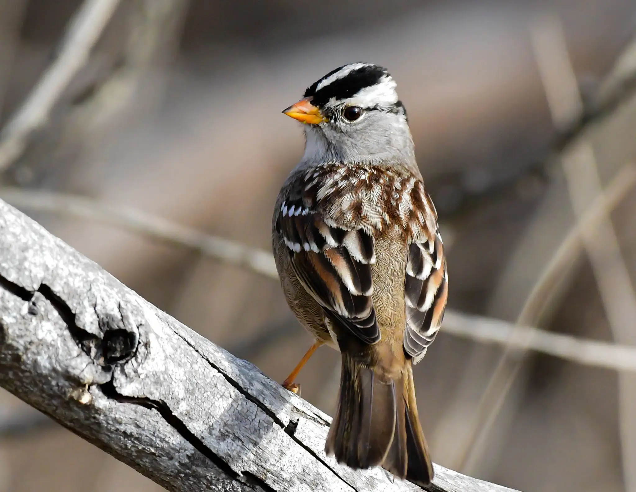 White crowned sparrow perched on a branch