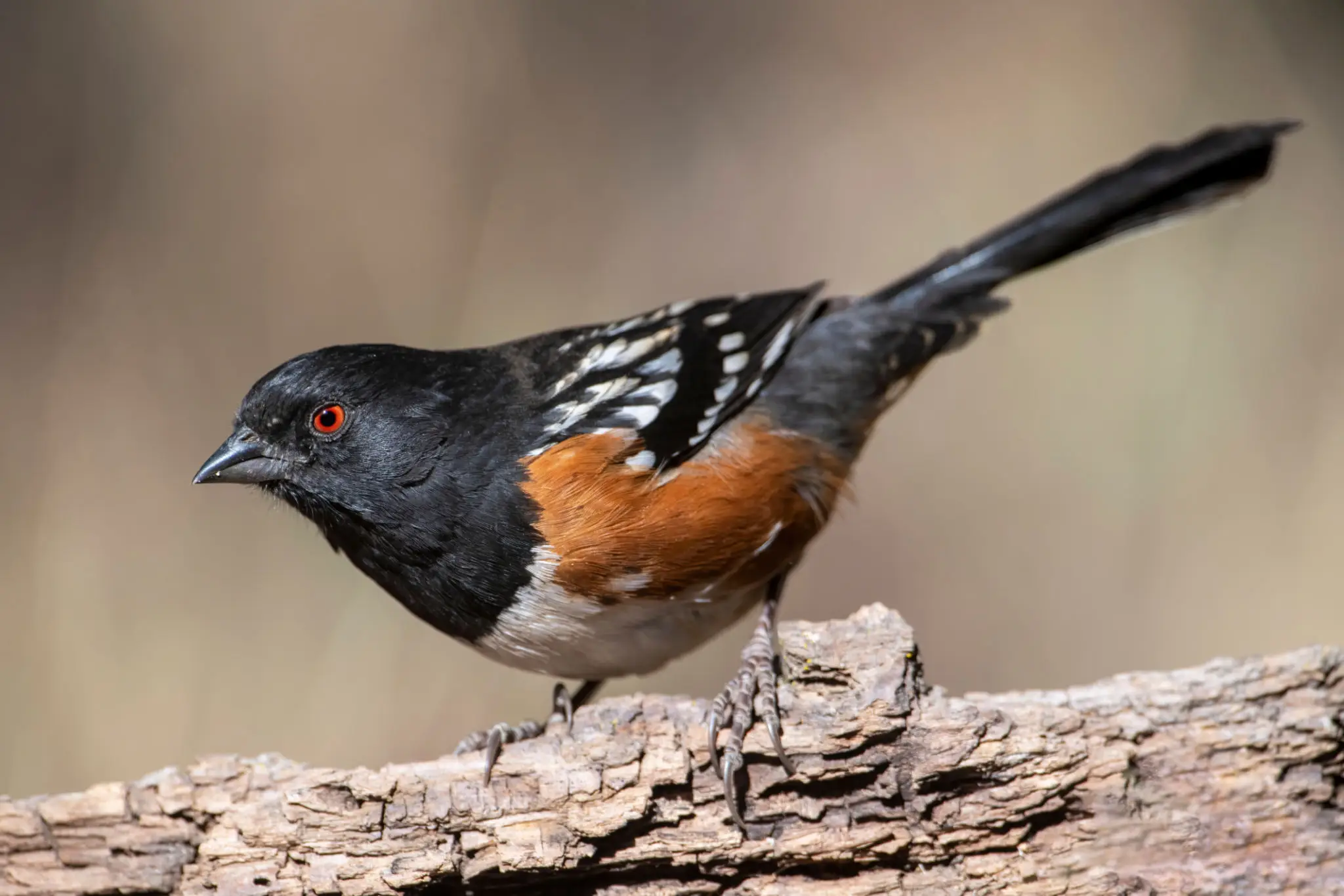 Black-and-rust songbird perched on branch