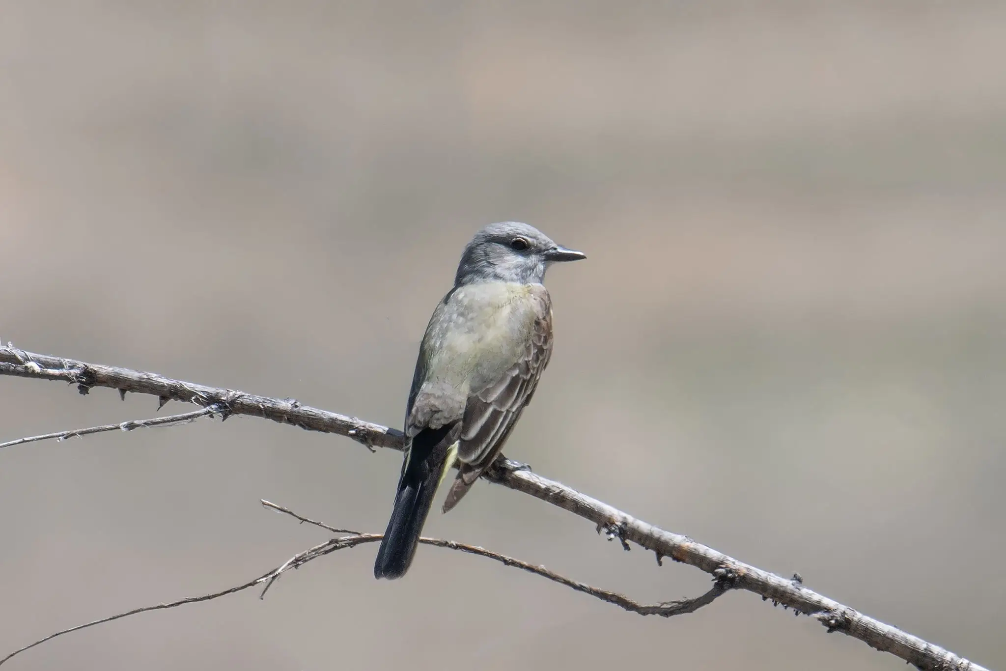 Gray bird perched on bare branch