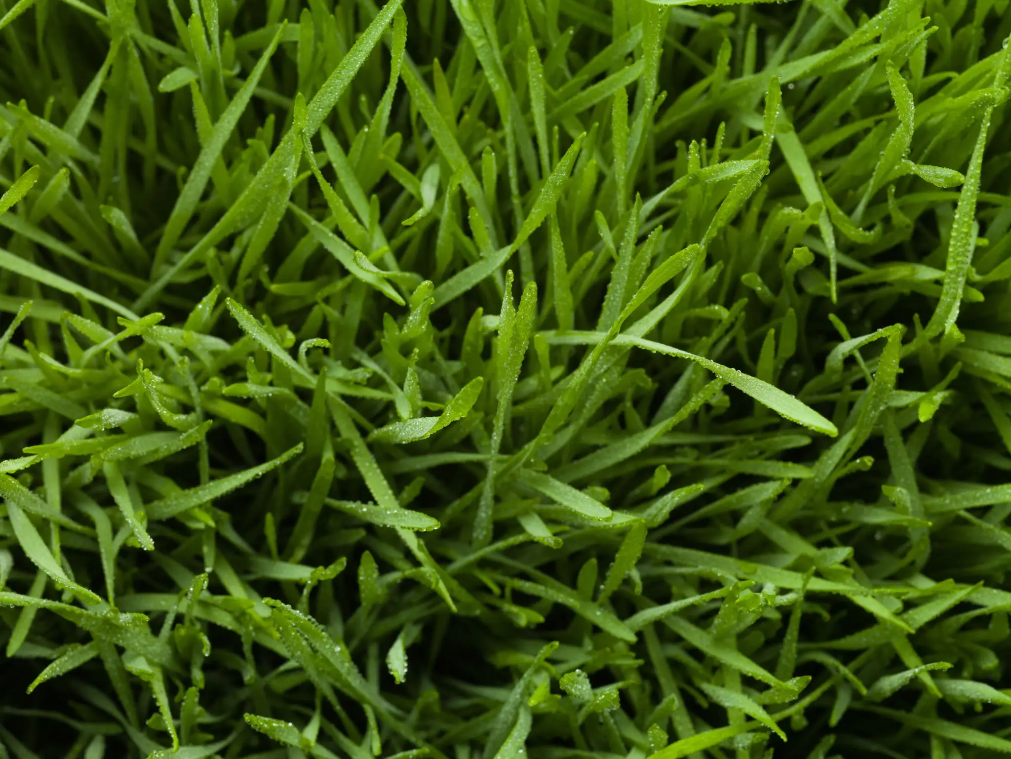 Close-up of dew-covered green grass