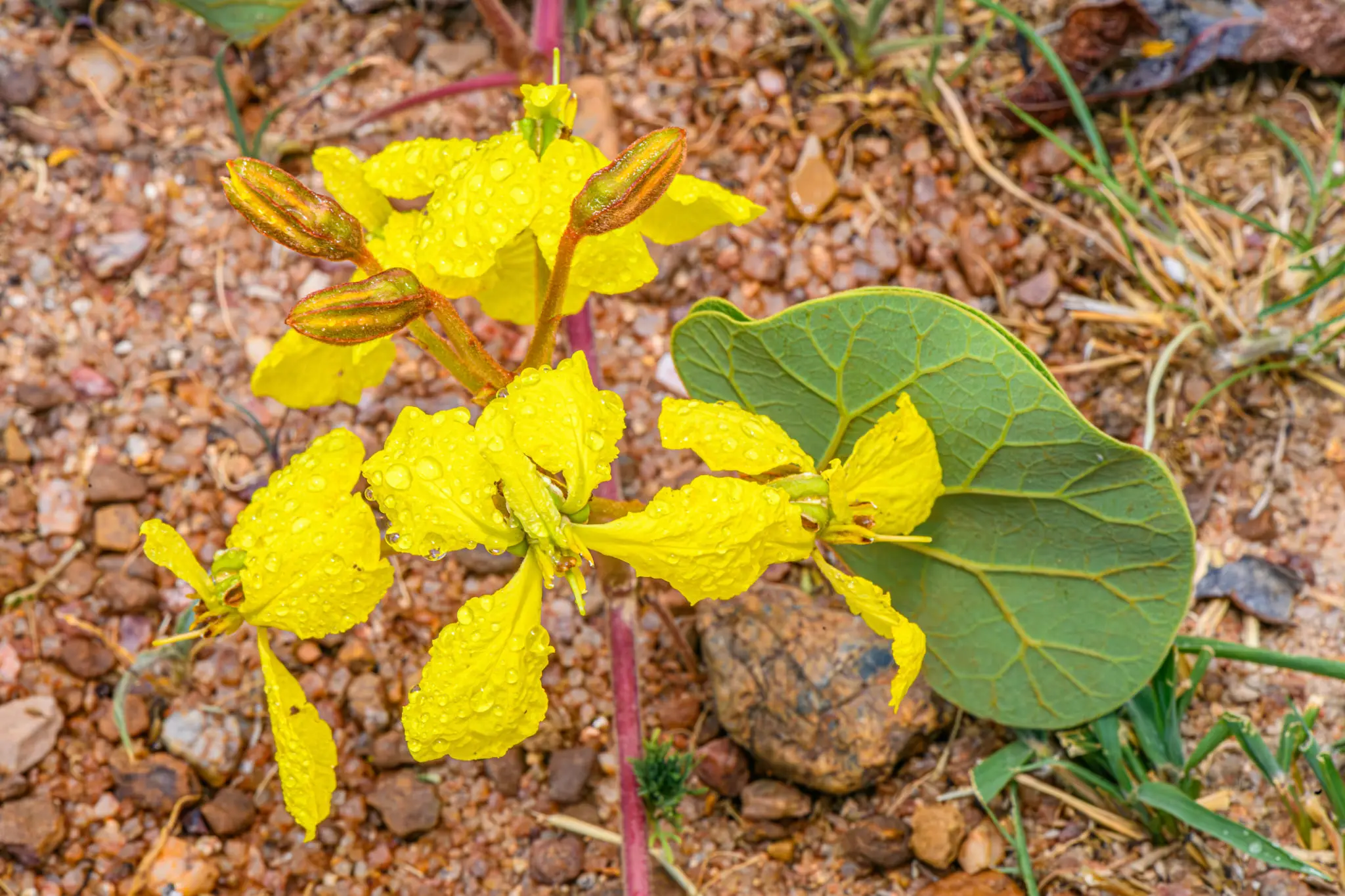 Yellow flowers with water droplets and leaf