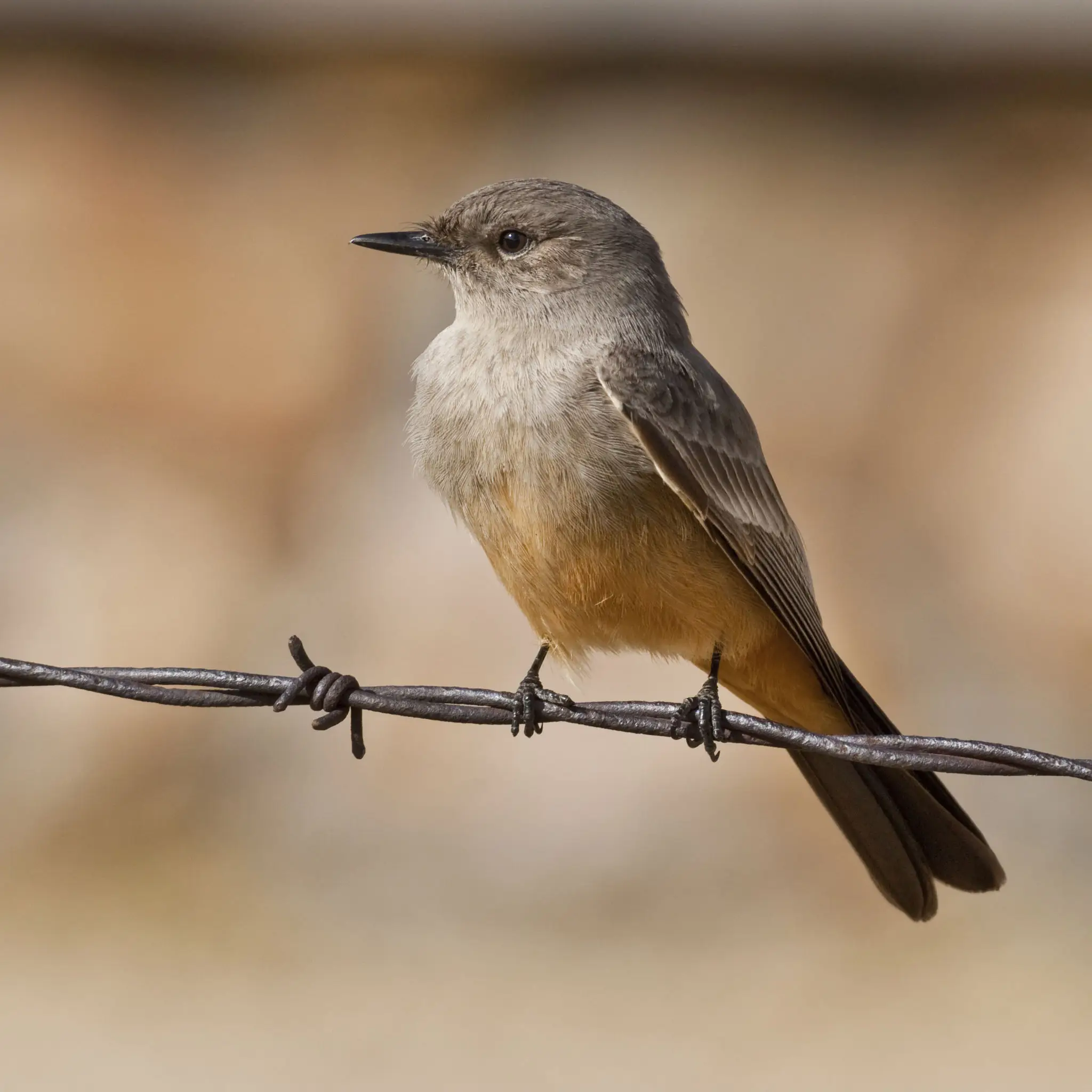 Small brown bird perched on barbed wire