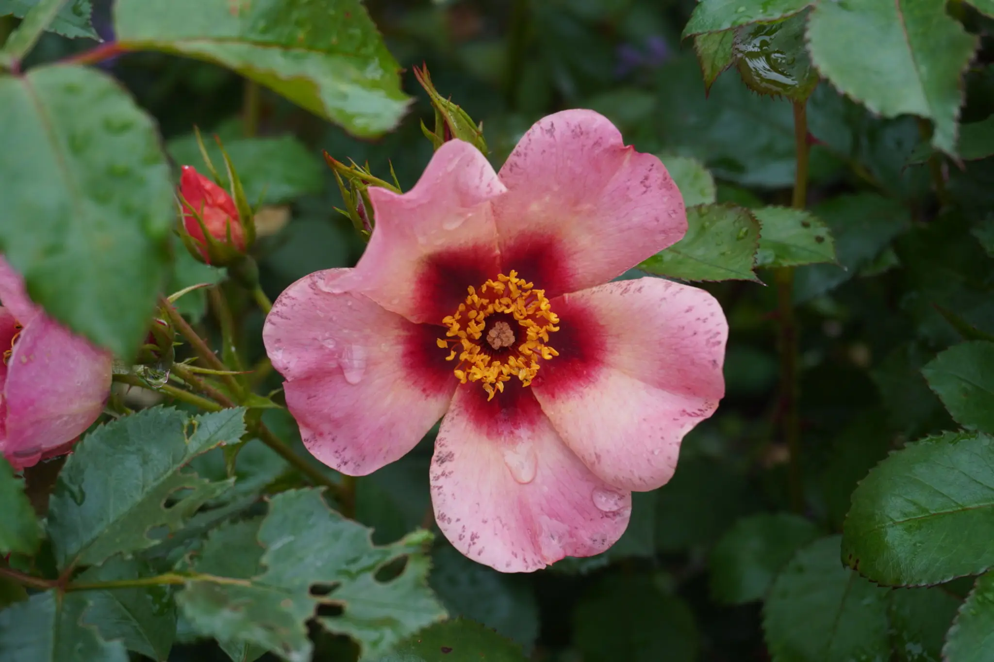 Pink rose with dark red center