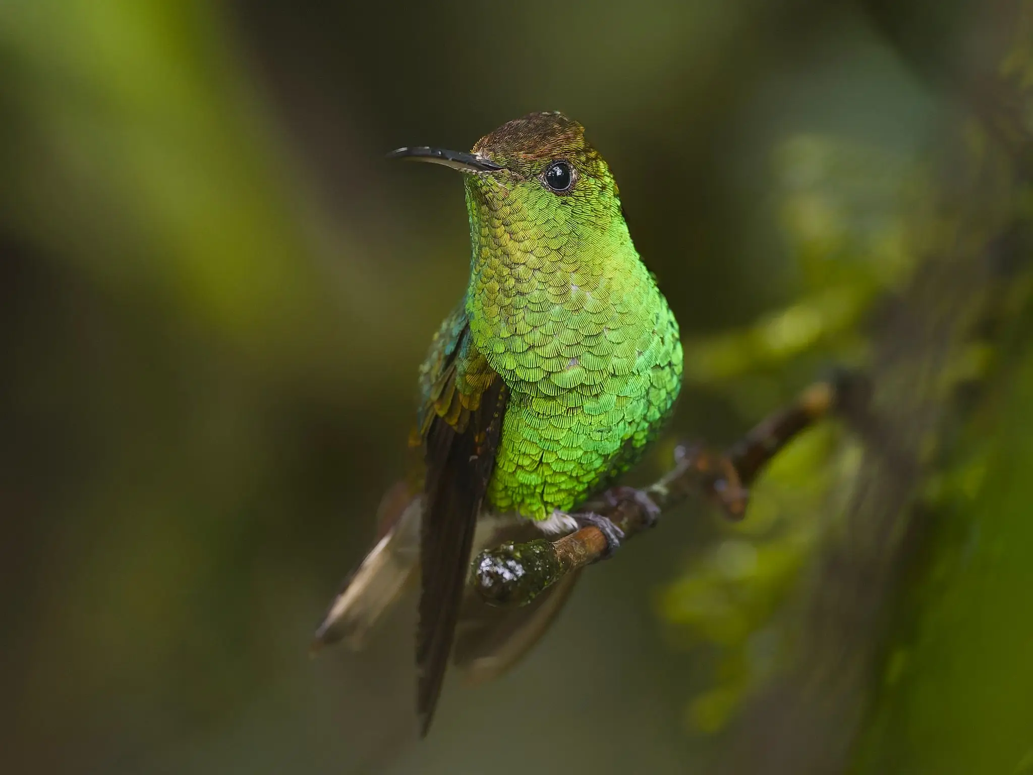 Bright green hummingbird perched on branch
