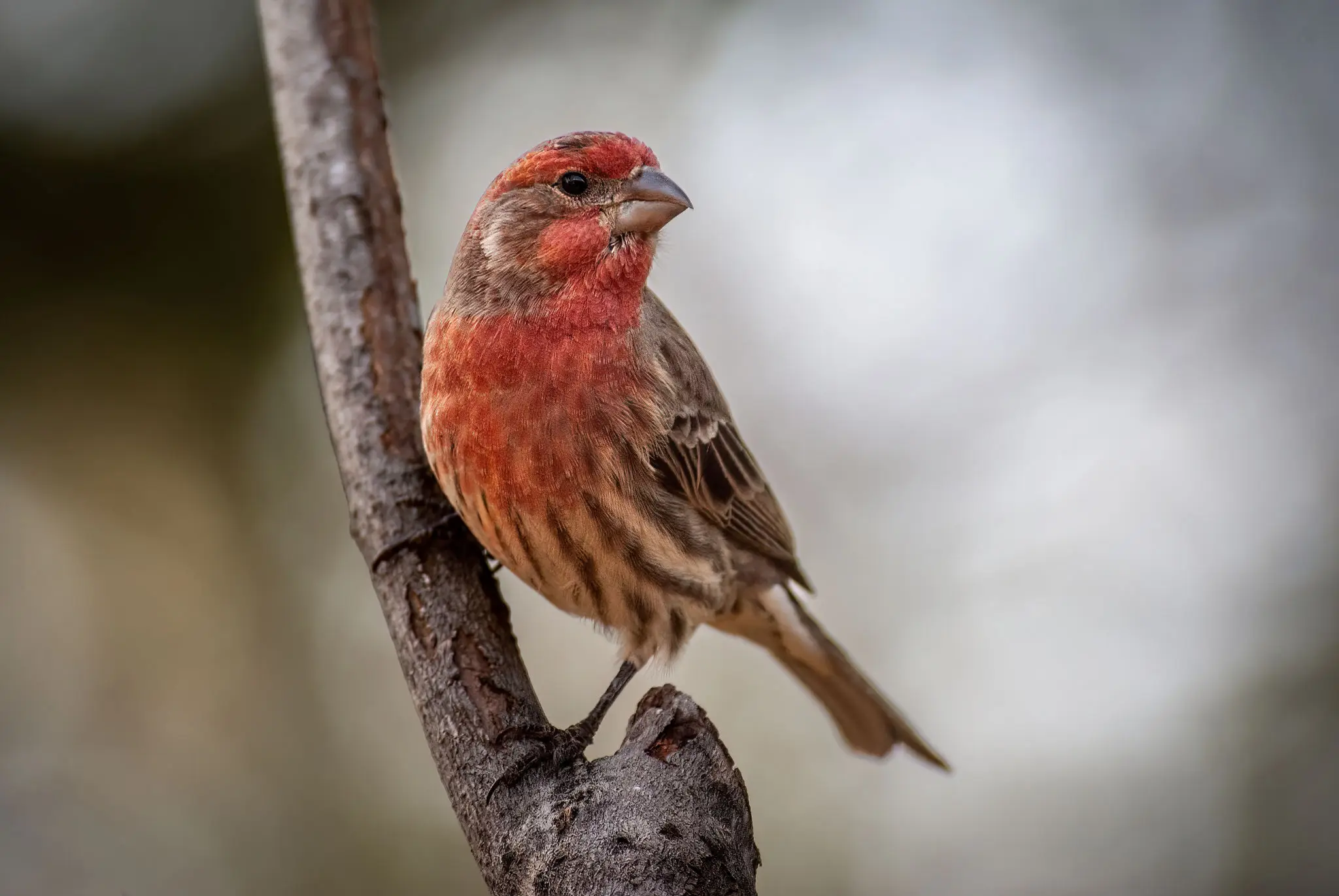 Small red and brown bird on branch