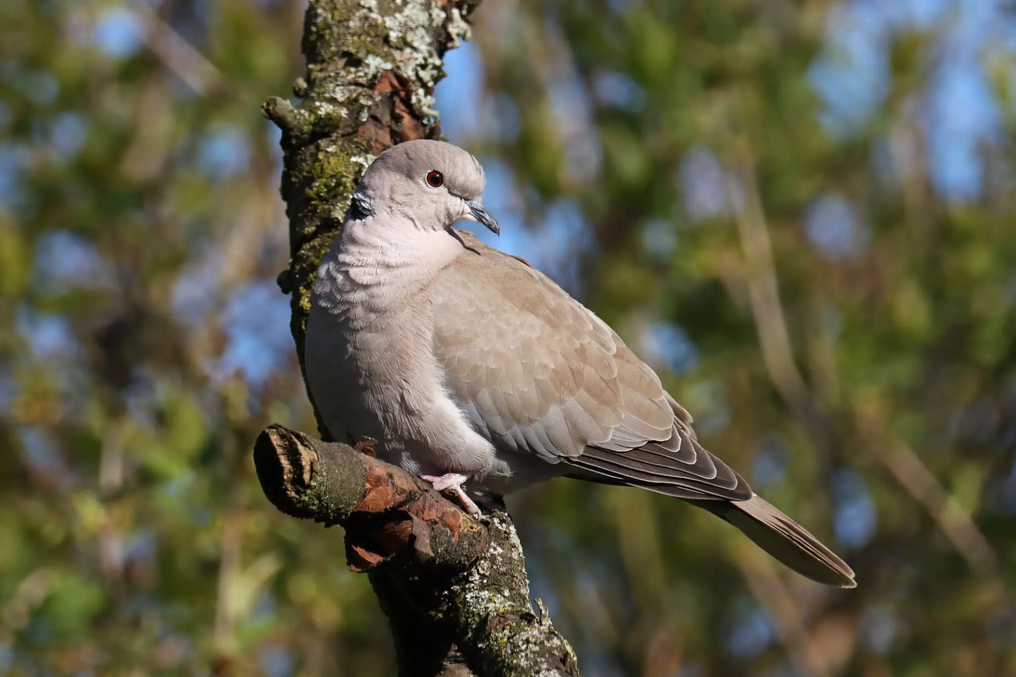 Pale dove perched on lichen-covered branch