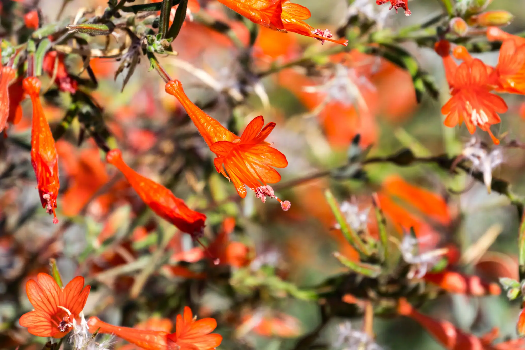 Close-up of bright orange tubular flowers