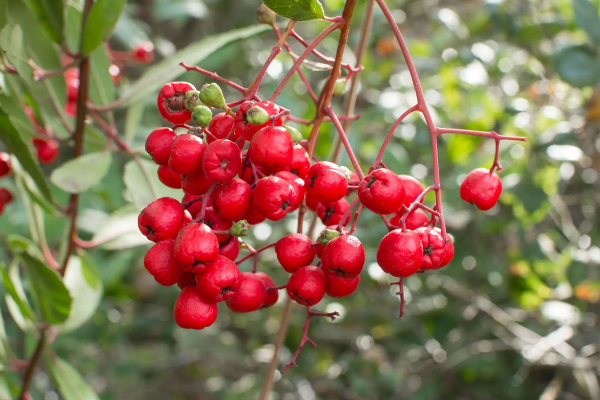 Cluster of red berries on thin stems