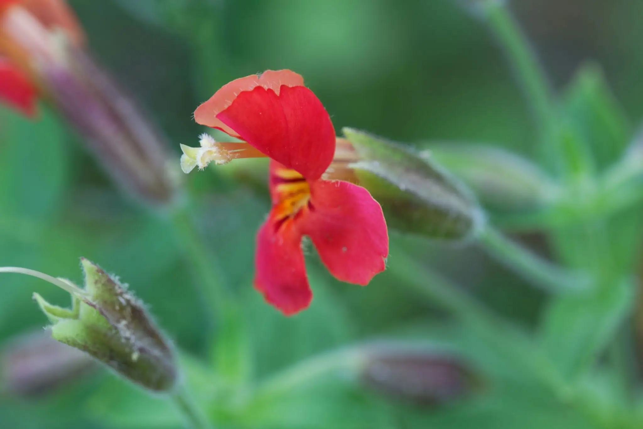 Close-up of small red flower with buds